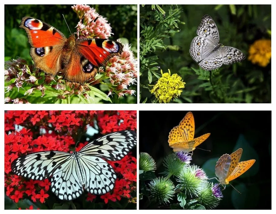 Алмазная картина с изображением животных бабочки DIY вышивка крестиком животное