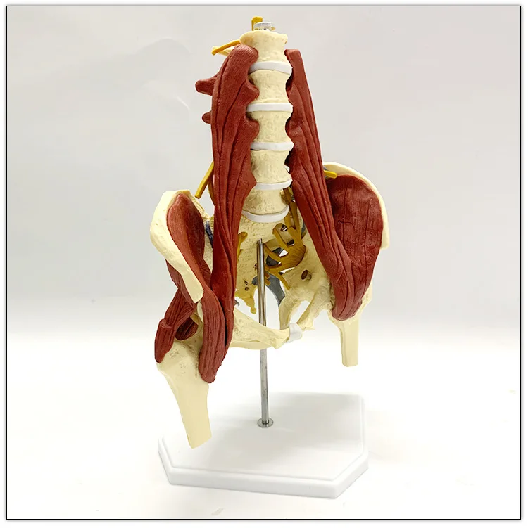 1:1 Поясничный Позвоночник с жизненно важными мышцами модель позвоночника
