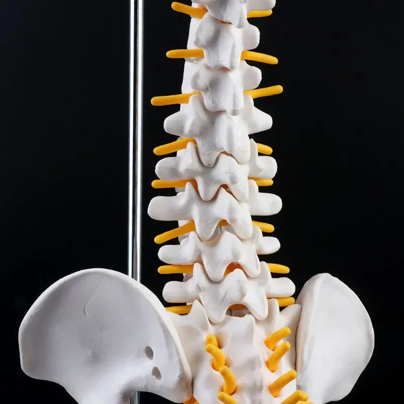 

2019 NEW 45cm Flexible Human Spinal Column Vertebral Lumbar Curve Anatomical Model Anatomy Spine Medical Teaching Tool