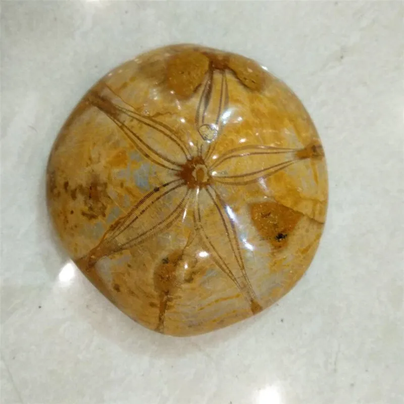 

1pcs Natural Fossilized Sea Urchin crystal Petrified Sand Sea Urchin Stone