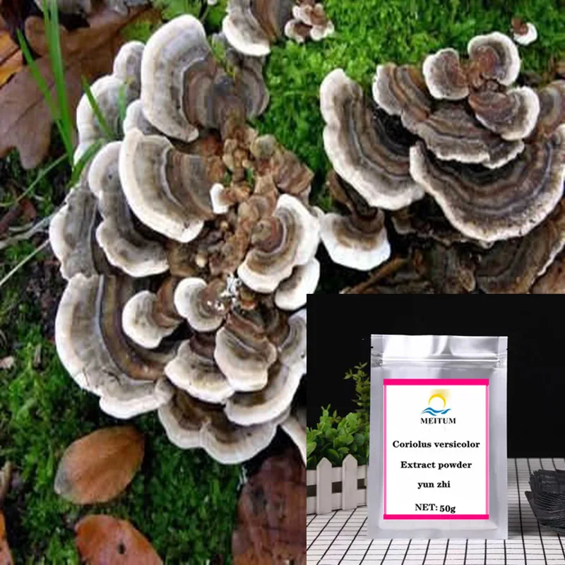 

Hot Selling High-quality Yunzhi Extract Powdered Powder Yunzhi 80% Polysaccharide, Yun Zhi