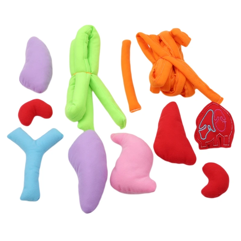 

Anatomy Apron Human Body Organs Awareness Educational Insights Apron Toys For Children Kids Preschool Teaching Aids