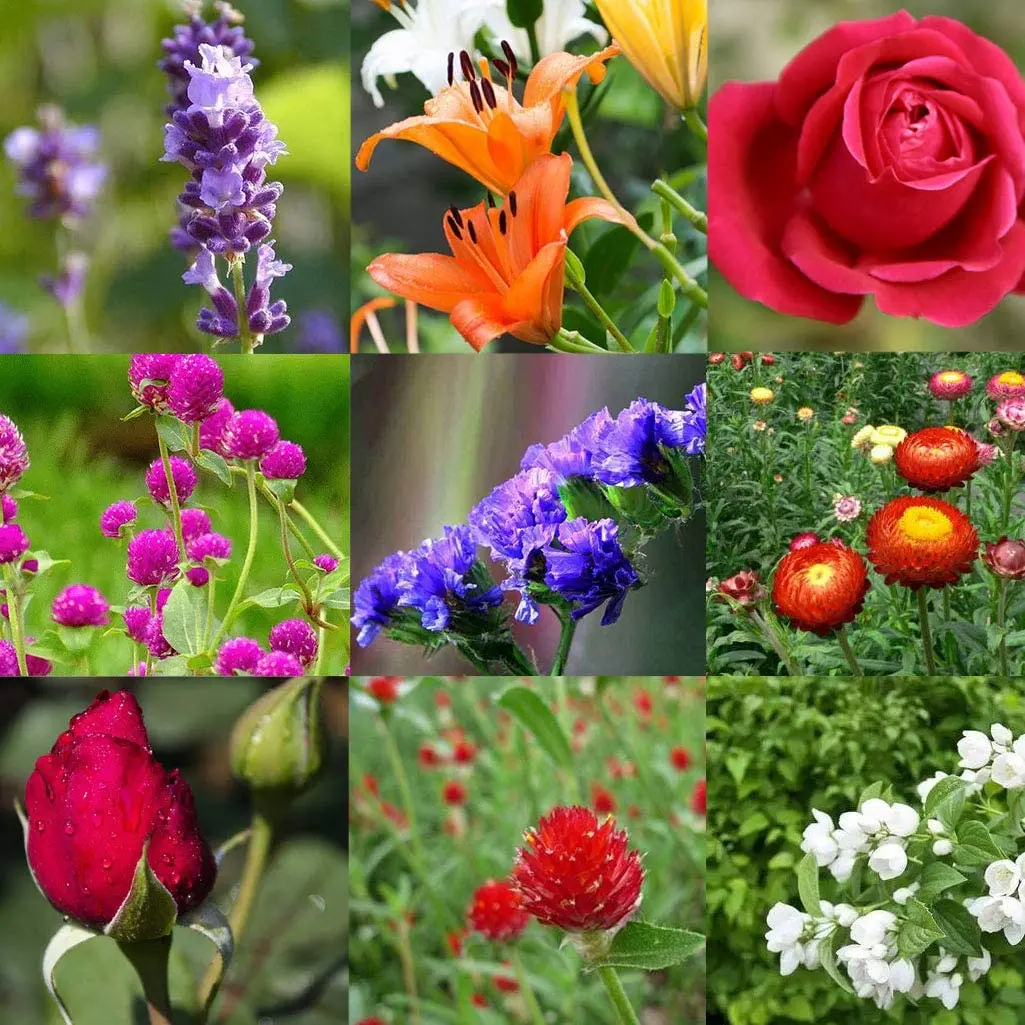 Набор сушеных цветов и трав жасмин хризантемы 10 пакетов | Дом сад