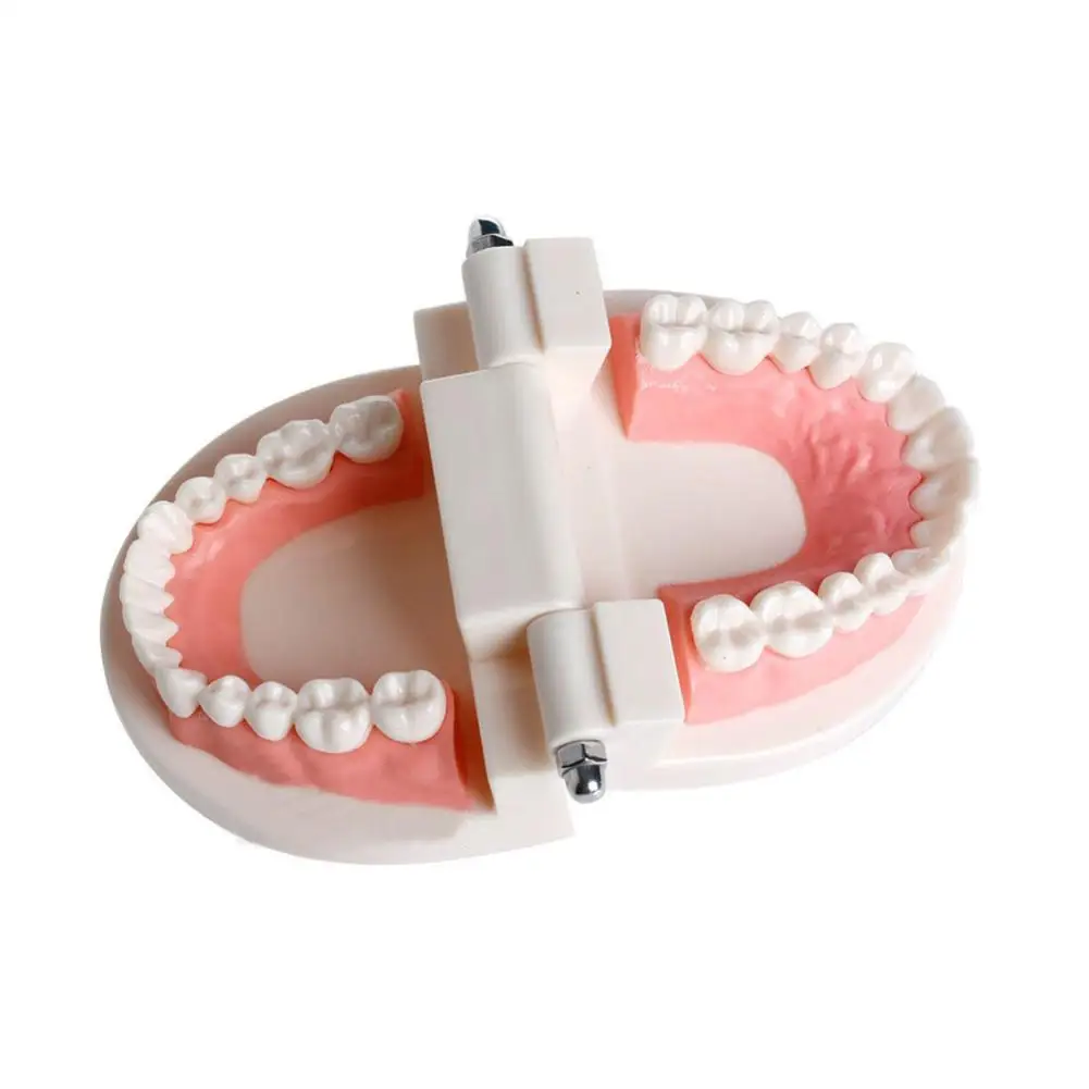 Стоматологическая искусственная Десна стандартная модель зубов Audlts медицинский