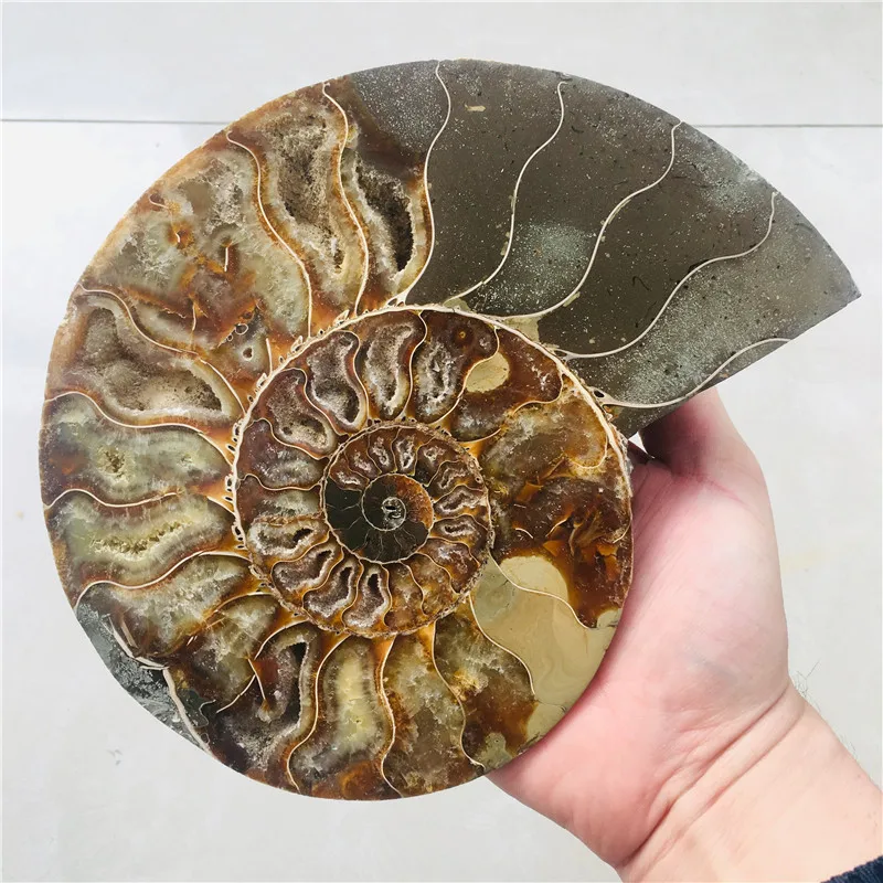 AAA + 600 г натуральный аммонит PRETTY NAUTILUS MADAGASCAR FOSSIL с лечебным действием образцы