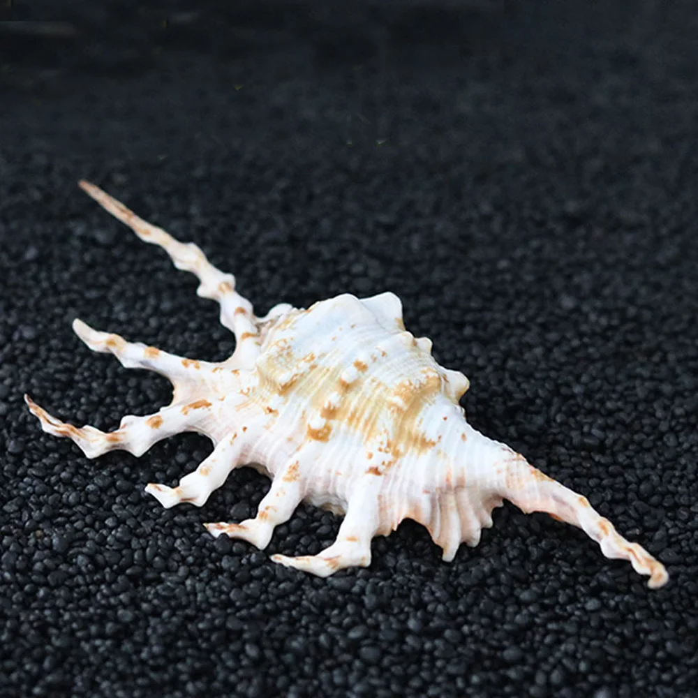 

1pcs natural Conch sea shell&natual Seven horns scorpion conch shell for fish tank decoration or gift