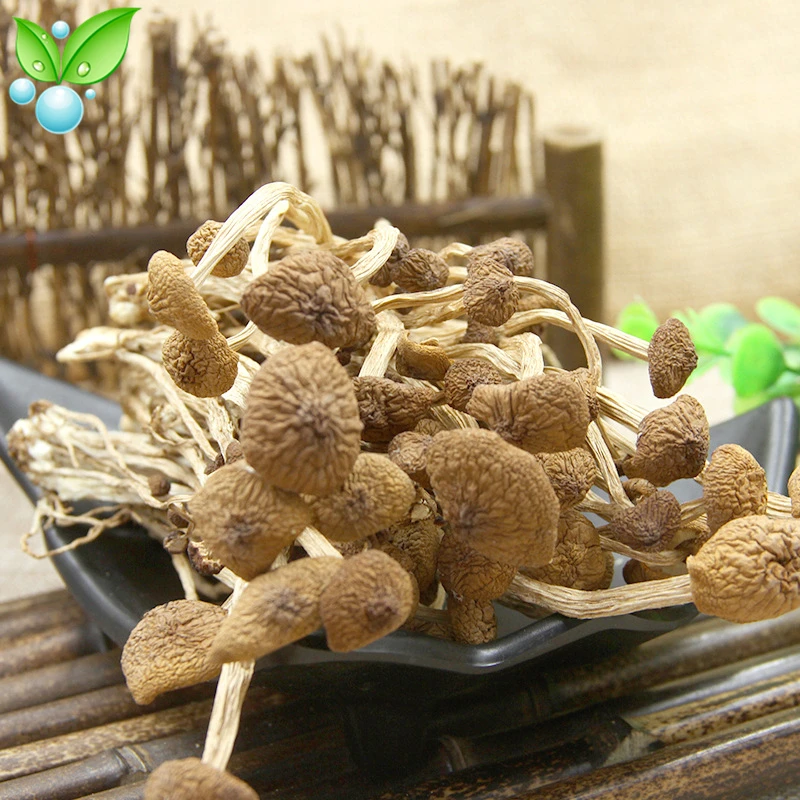 

Tea Tree Mushroom,Agrocybe Chaxingu Edible Fungi Healthy Dried Mushrooms,ChaShuGu,Dried Edible Tea Tree Mushrooms Powder