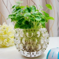 green radish hydroponic vase transparent living room flower arrangement ornaments water raised coin grass simple small glass