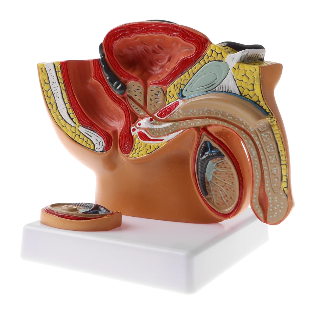 

1: 2 Mini Sagittal Section of The Human Male Pelvis, Testicles, Prostate,