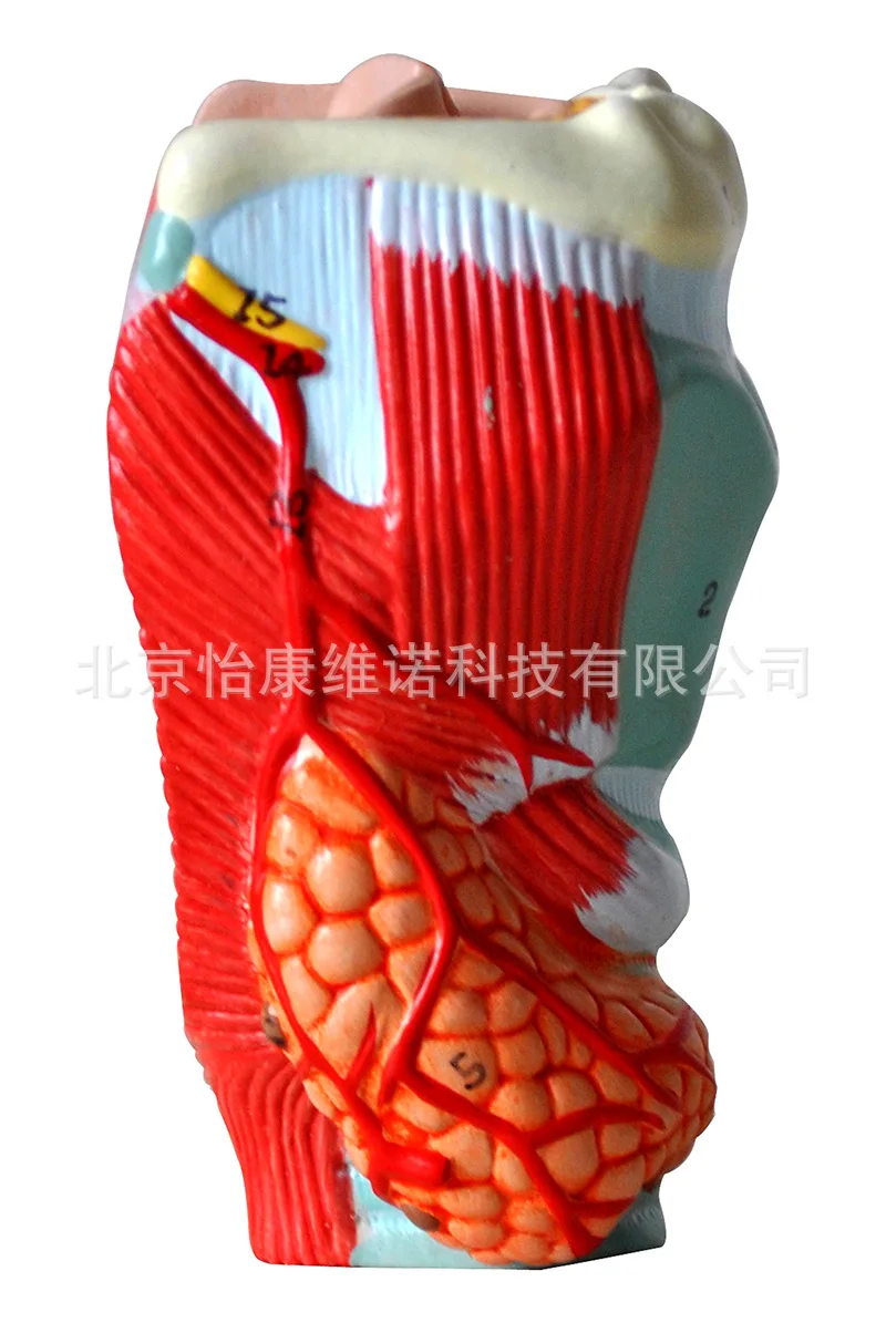 

Anatomical model of laryngeal cavity and laryngeal muscle and parathyroid gland