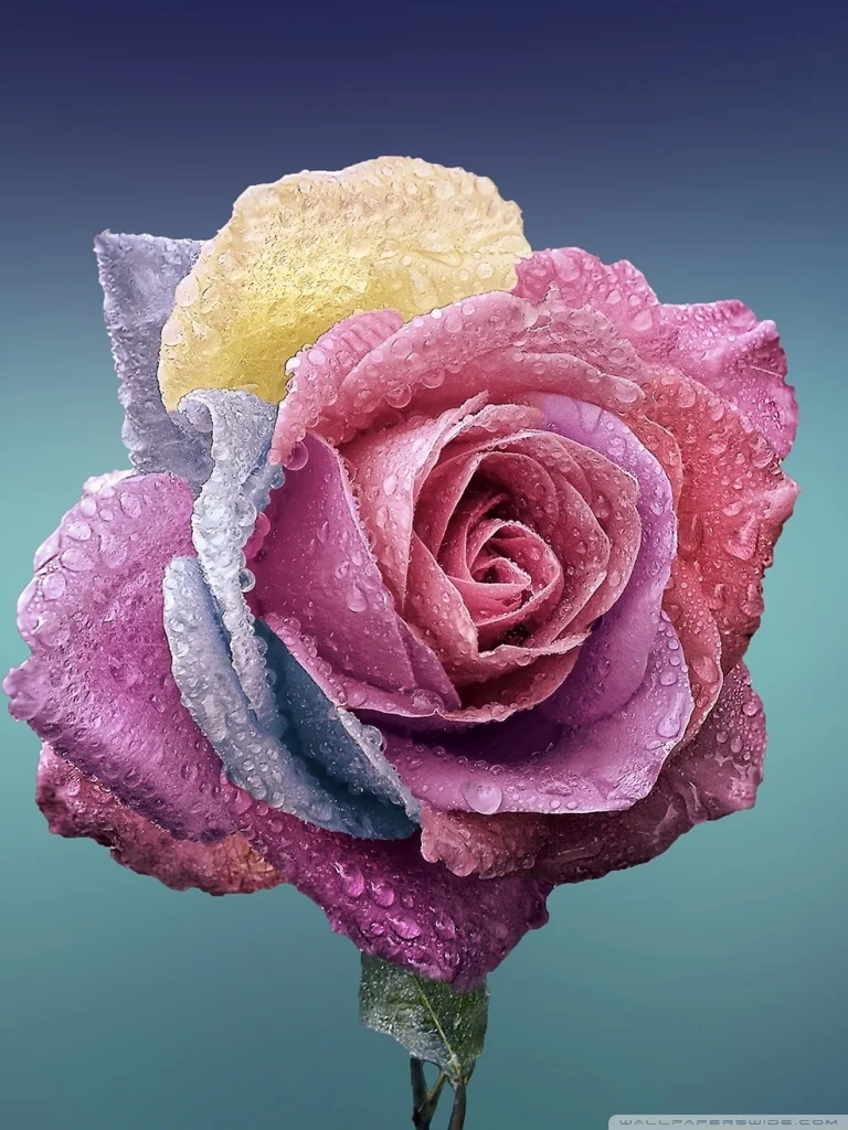 

5d Diy Diamond Painting Flower Rose Mosaic Painting Imitation Cross Stitch Customizable Home Decoration Crafts