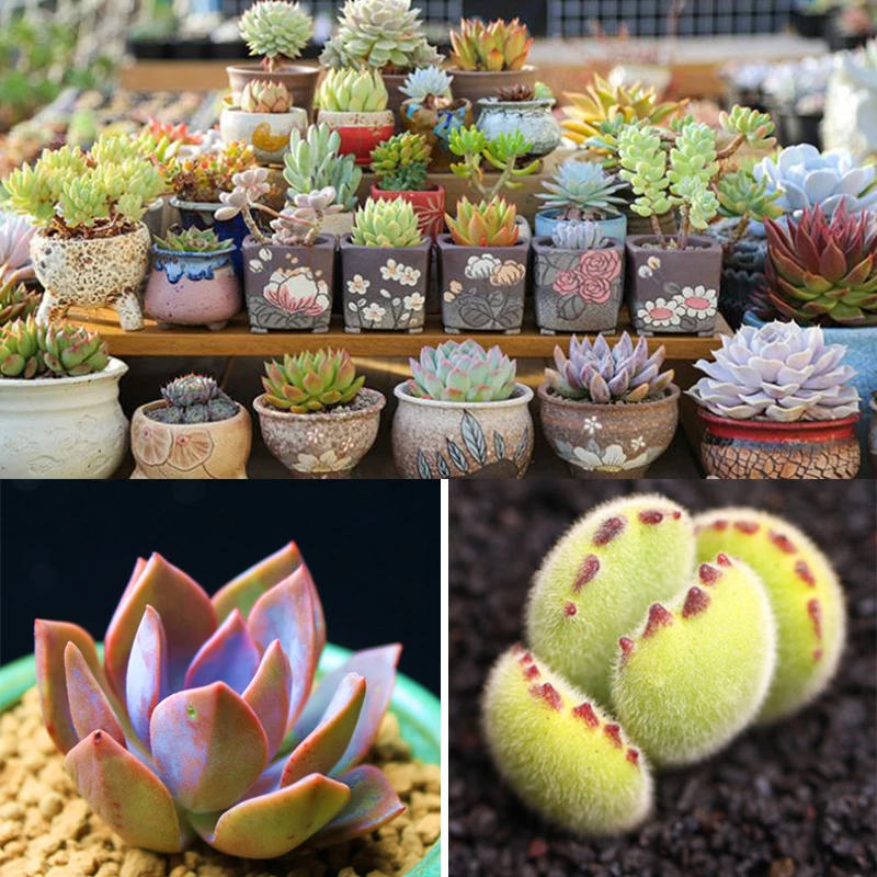 Карбендазим луковицы бонсай гормон роста растений лекарственные препараты