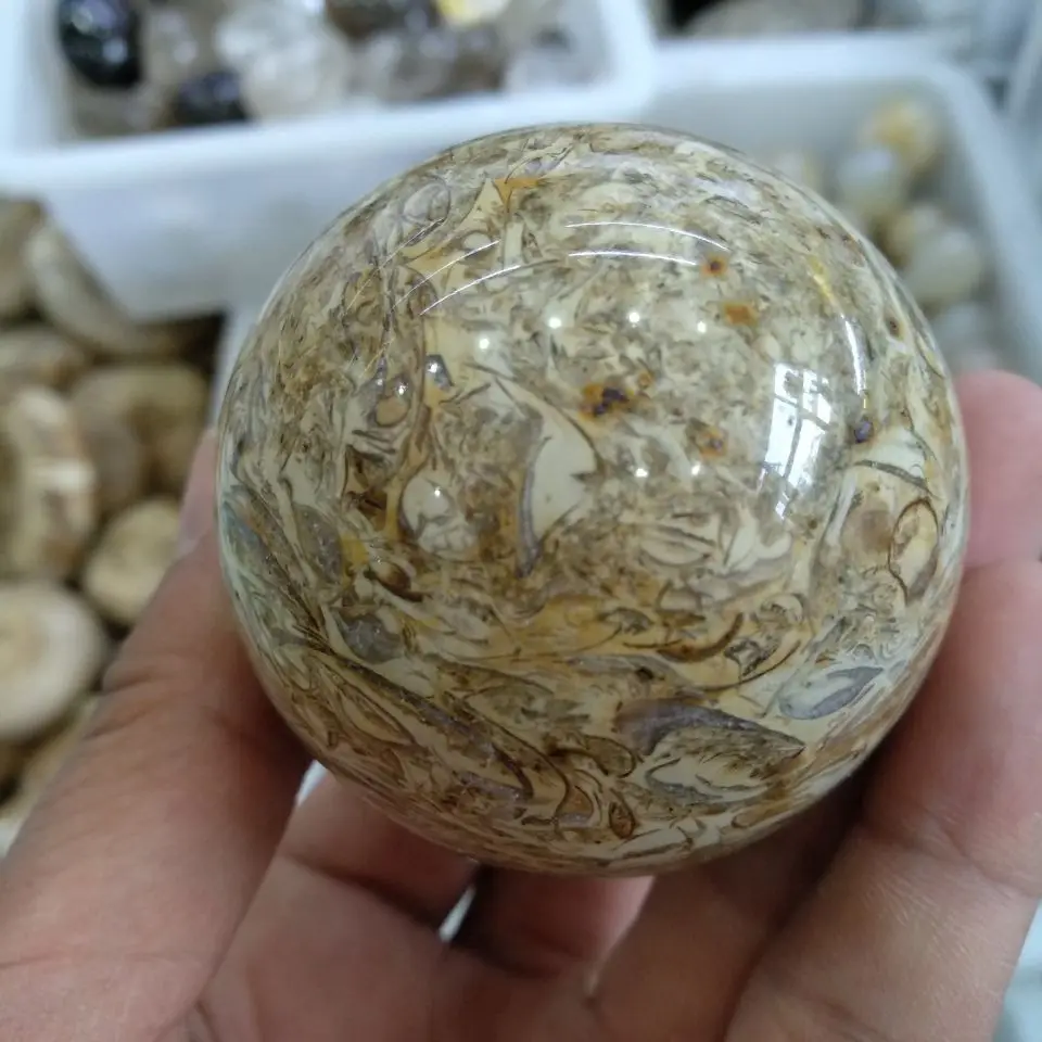 

dinosaur bones Quartz Crystal ball Natural fossil gemstone Magic sphere reiki healing