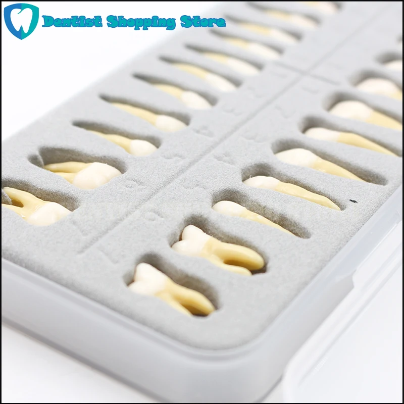 

Dental Oral 28 PCS Adult Permanent Teeth Models Full month Dental gift Communication Tooth Models Odontologia