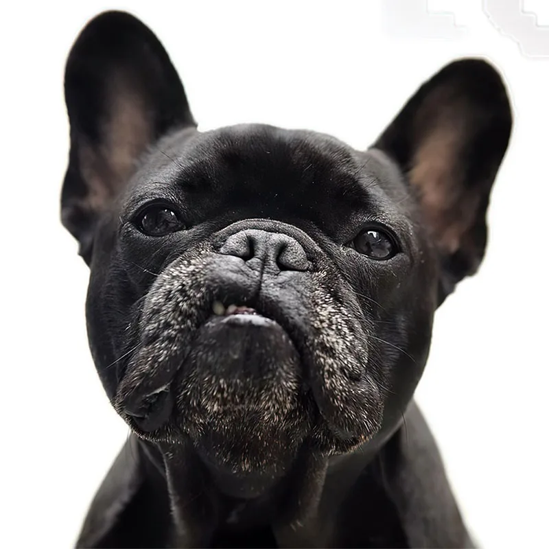 Как должен выглядеть французский бульдог #blackfrenchie #blackfrenchbulldog #frenchie #frenchbulldog