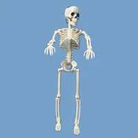 Небольшой скелет, в суставах гнется, что открывает простор для творчества #1