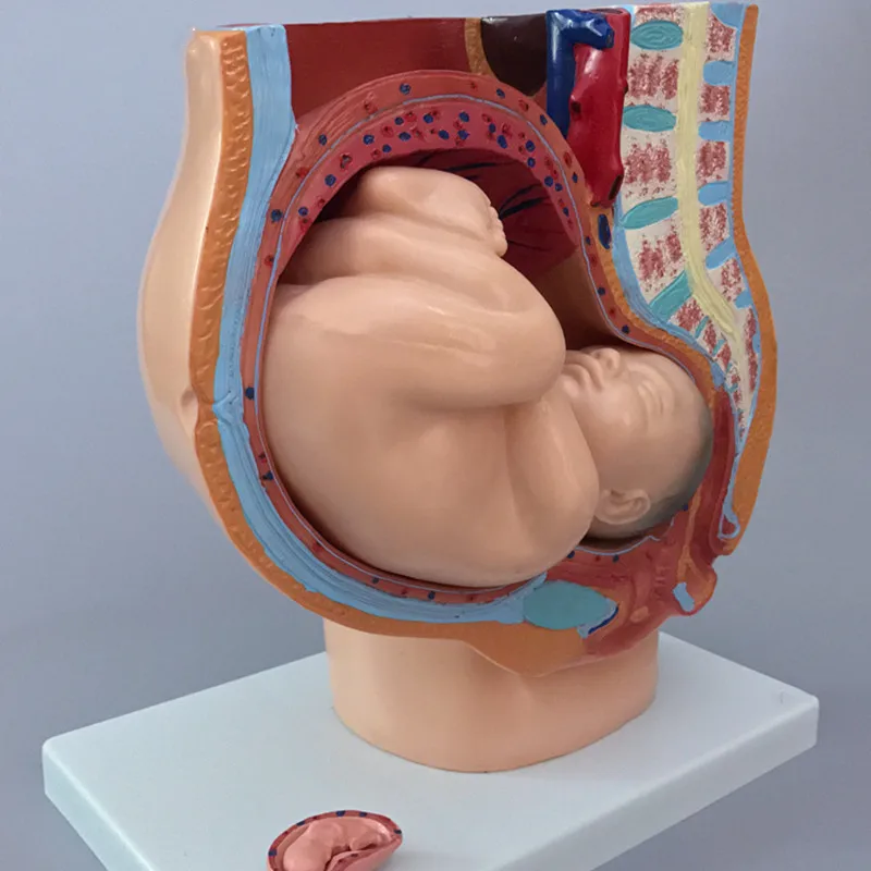 Сагиттальная Анатомия женской модели таза таз с моделью плода 4 части Женская