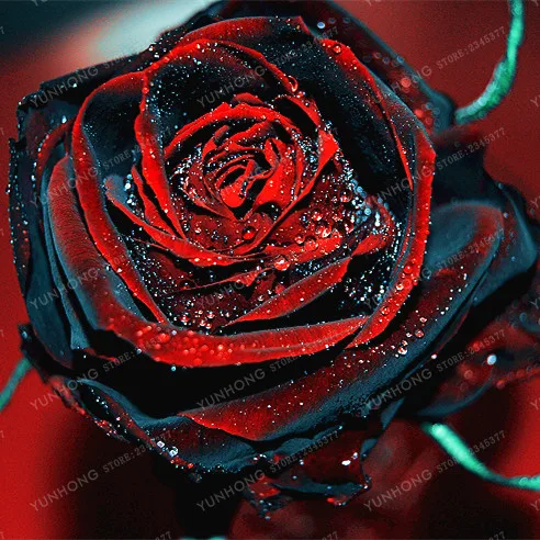 Цветок розы бонсай 100 | Дом и сад