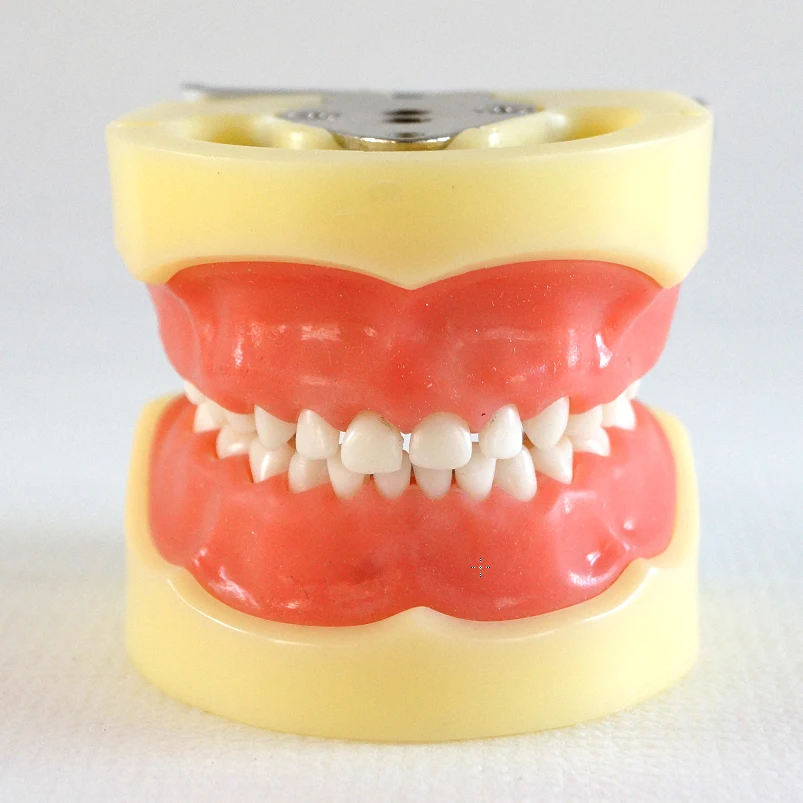 1 шт зубные обучения исследование модель стандартная молочных зубах игрушка для