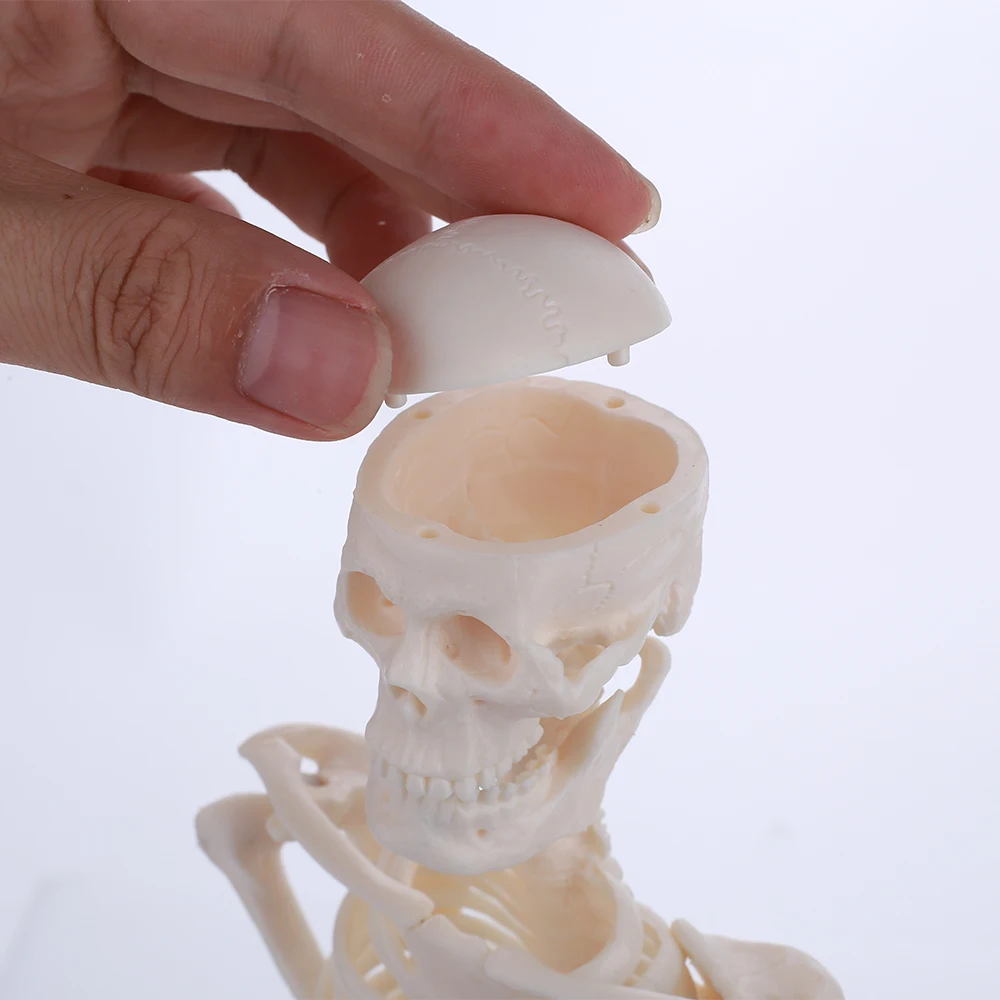 

45CM Human Anatomical Anatomy Skeleton Model Wholesale Retail Poster Learn Aid Anatomy human skeletal model