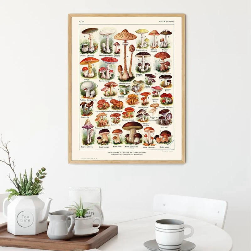 Грибная диаграмма постер винтажная ботаническая иллюстрация принт микология
