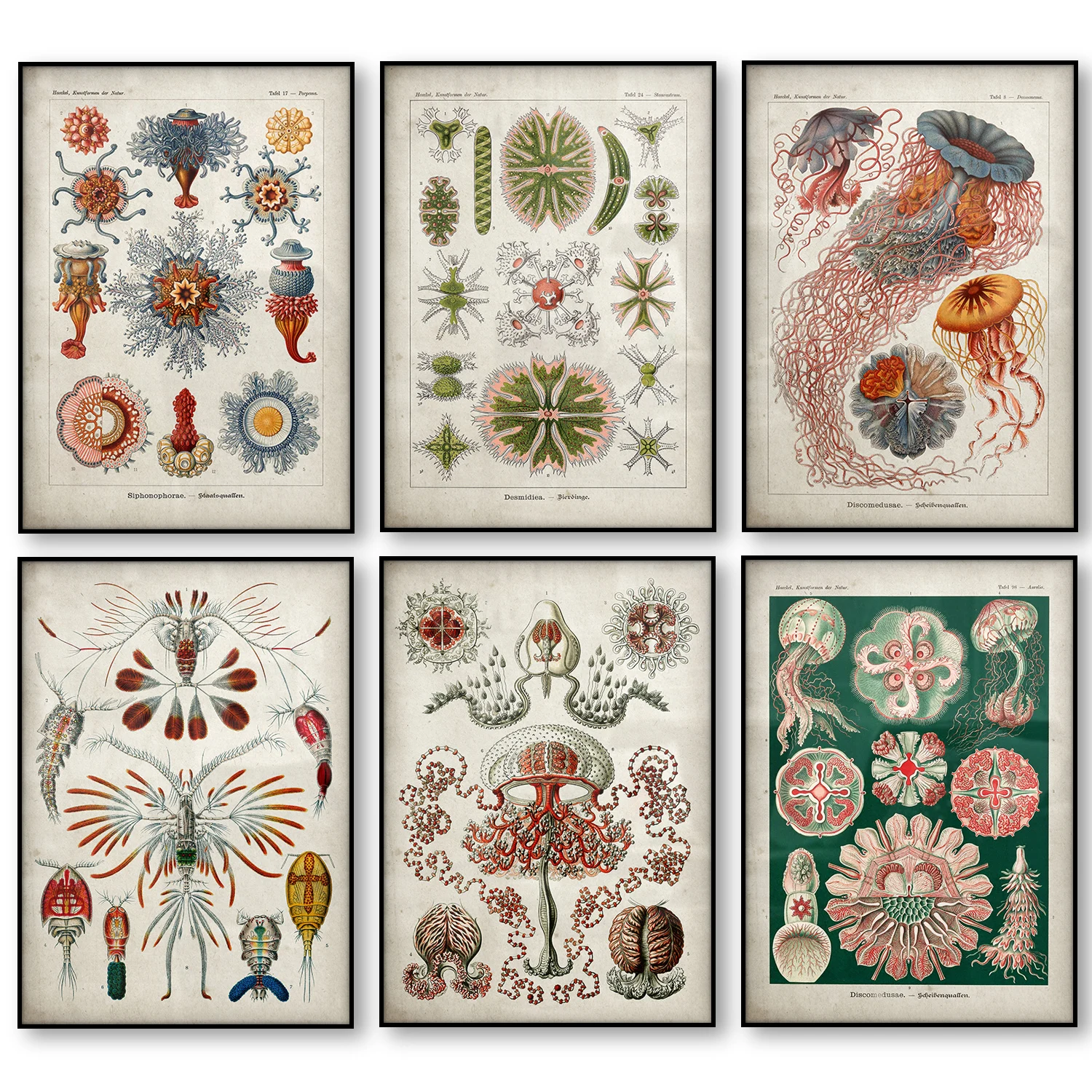 

Marine Creatures Vintage Poster Jellyfish Corals Green Algae Sea Anemones Squirts Starfish Canvas Print Wall Art Canvas Painting