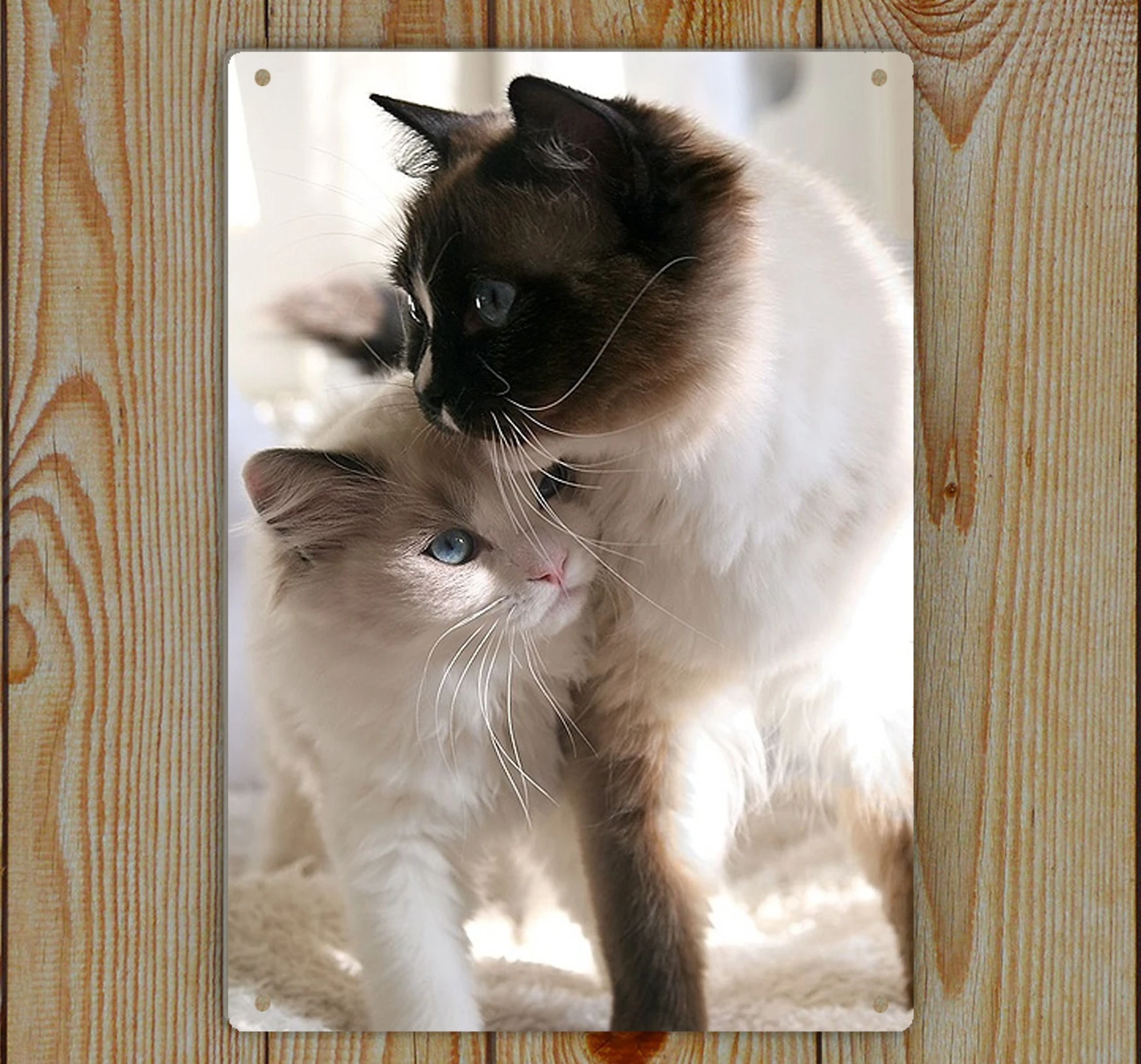 

Cute Cat Animal Art Print Tin Sign Decor