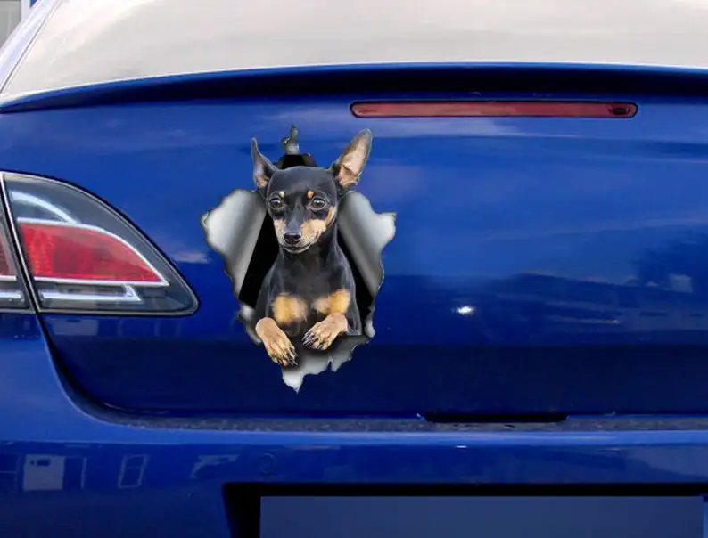 

2021 Pinscher car decal , Pinscher magnet, dog car decal, pinscher sticker