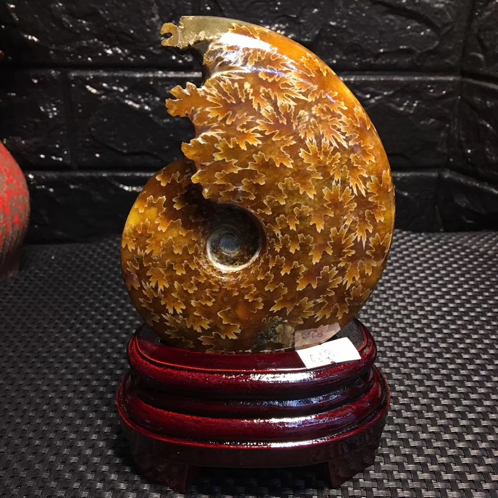 Бутик! Океанская раковина из нефрита натуральный аммонит океанская Декор для