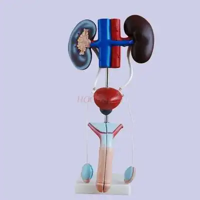 Male and female genitourinary system model kidney anatomy mold bladder ureter structure construction three-dimensional teaching