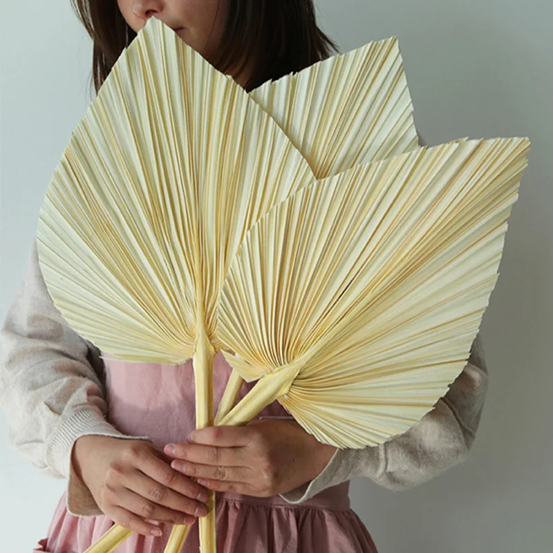 Abanico de Palma de hoja seca, decoraci&oacute;n colgante de pared art&iacute;stica para fiesta de recepci&oacute;n, boda, 5 uds.-3