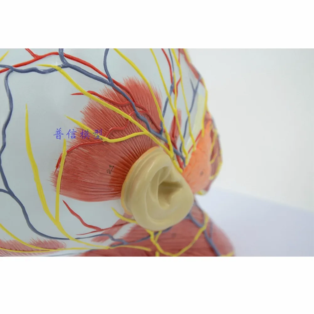 

Human,skull with muscle and nerve blood vessel, head section brain, human anatomy model. School medical teaching