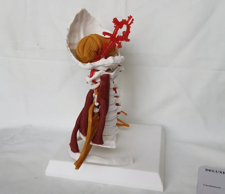 1:1 LifeSize Cervical Vertebrae and Vertebral Body Spine Human Anatomy Spinal Cord Sketelon |