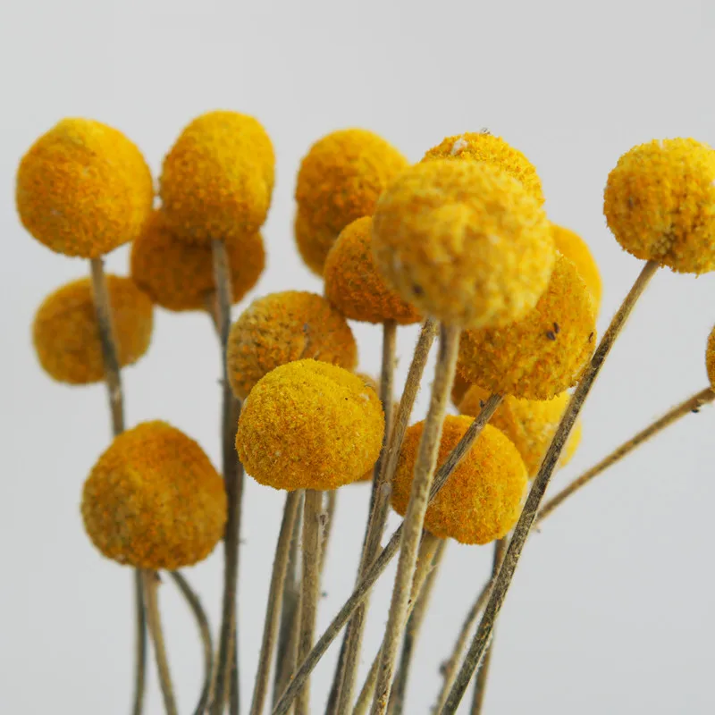 

Time-limited 10pcs Decorative Preserved Flowers Ball, Craspedia Forever Gold Orbs Flower Wedding Aesthetic Decor Home Room Party