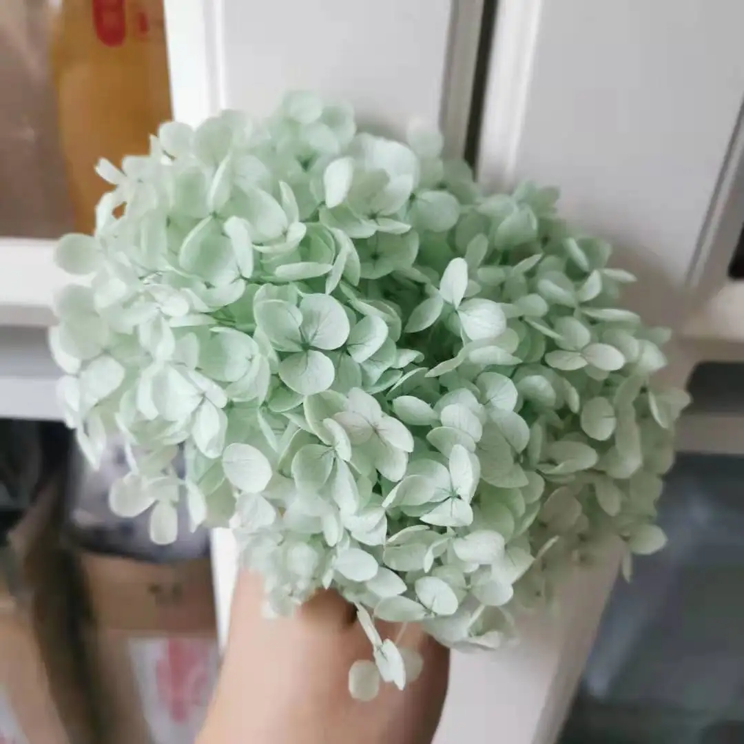 

5g/lot,Grade A Preserved Anna Hydrangea,Nature Fresh Flower Head DIY Valentines Day gift box,Real Eternal Wedding Decoration