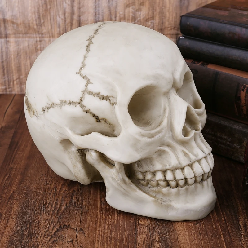 

Resin Art Human Skull Replica Teaching Model Realistic 1:1 Adult Size
