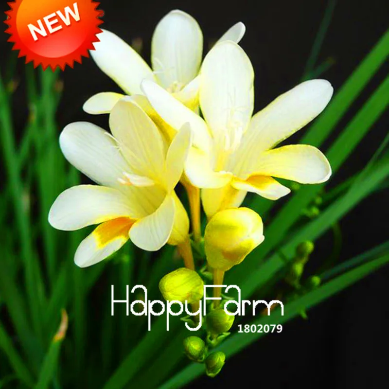Бонсай Freesias великолепный сад красочные ароматные Цветочные растения Орхидея Флорес идеальные Цветочные Планты 100 Плант/упаковка