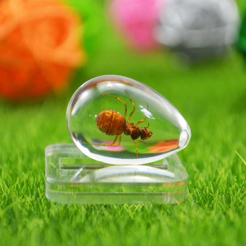 Pet Ant HD акриловый образец Муравьиное гнездо украшение фотографический