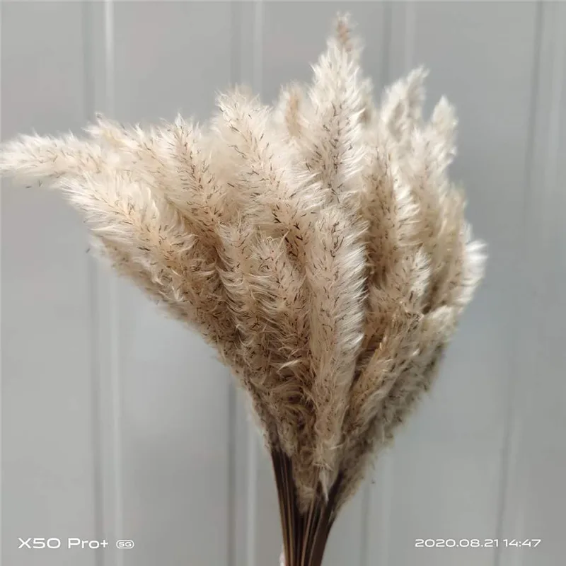 

60 stems Chinese pampas grass wedding flower bunch foxtail dog tail natural plants home decoration flower