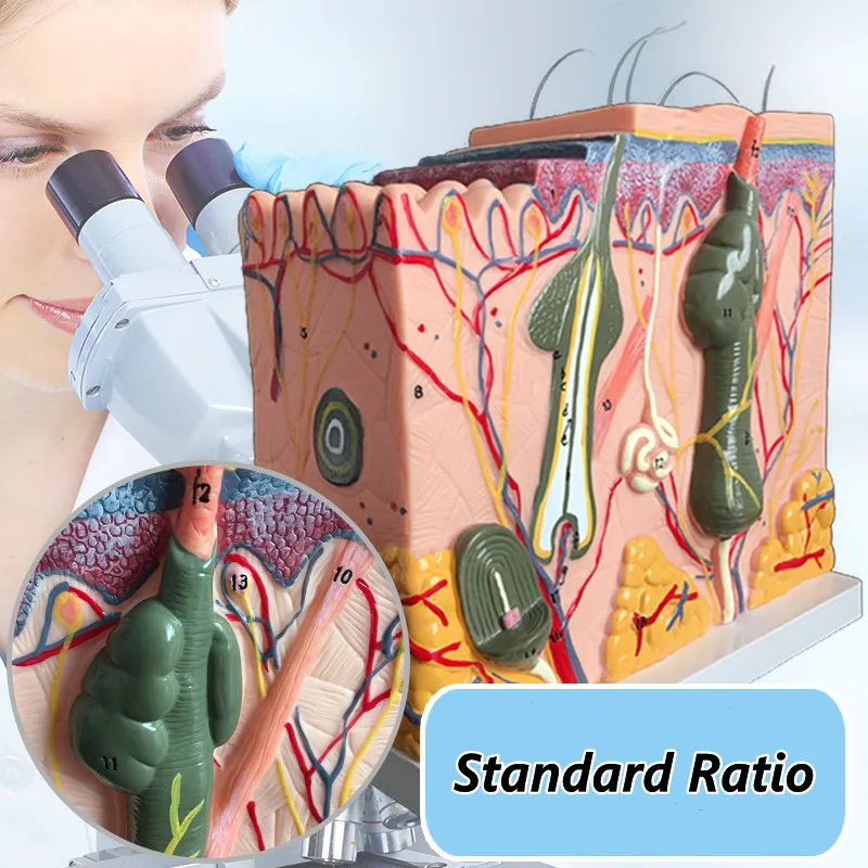 

35-fold three-dimensional skin model skin structure anatomy cosmetic training AIDS