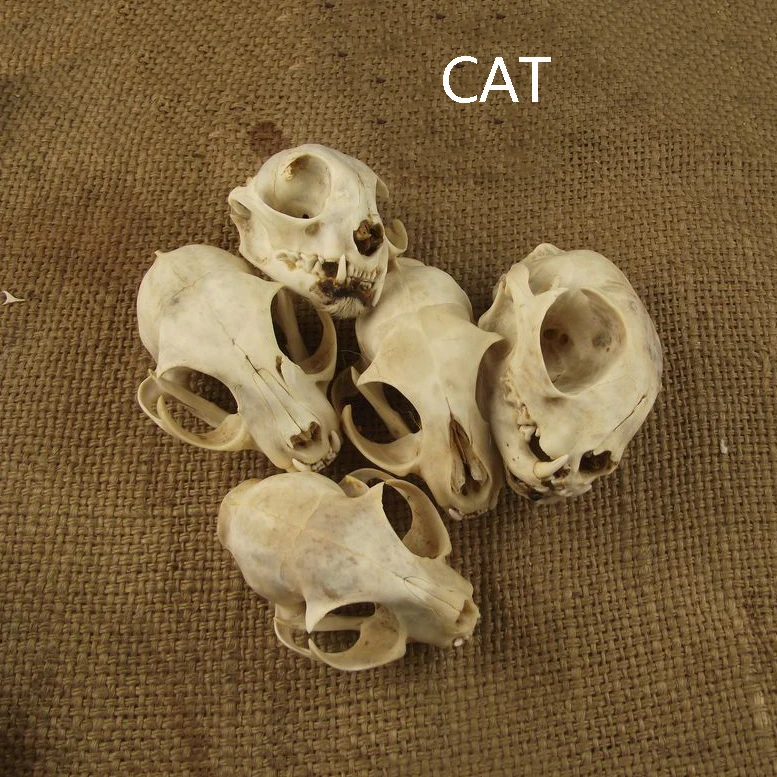 Aqumotic Cat Bones декор 1 шт. животное кошка череп настоящая кость здоровье зубы стоматологические естественные высушенные хороший декорация дом с привидениями