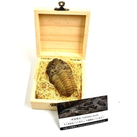 natural 3d trilobites protolith specimens of cryptocephala moroccan trilobite digitate fossils