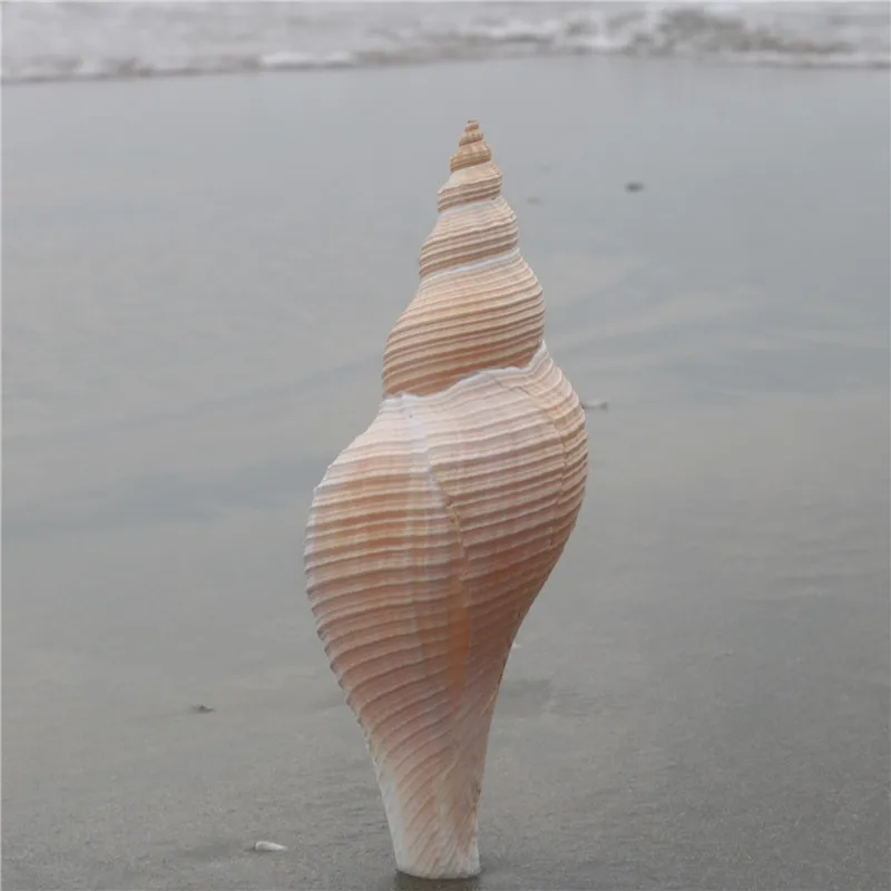 

Natural Fragrant Snail Conch Shell Australia Long Snail Dafa Screw Secret Patriarchal Taoist Angle Half-wing Ornament Decoration