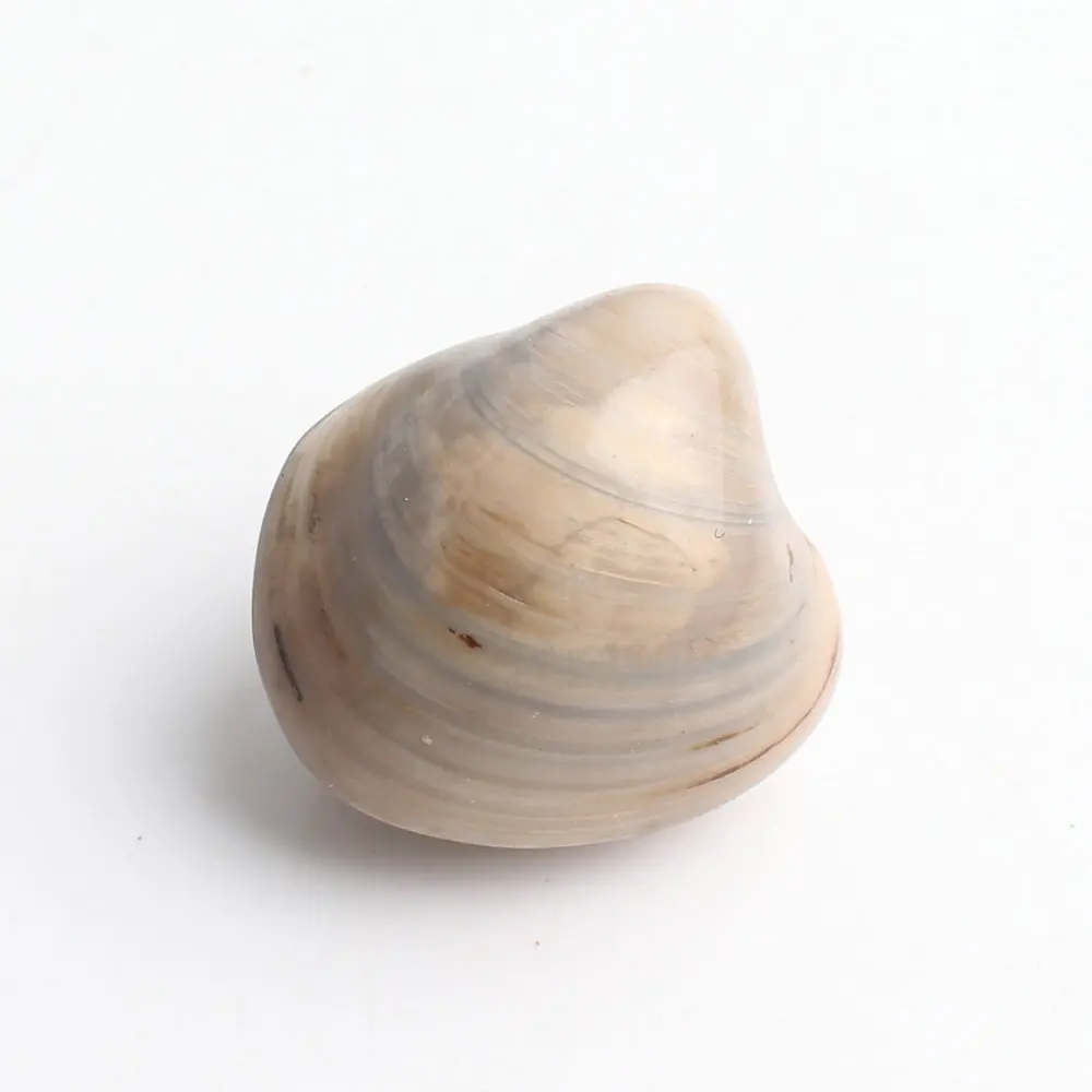 Awesome!1 шт. древний моллюск раковины ископаемого животного образец из Мадагаскара