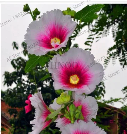 2 Большая распродажа! 20 шт Hollyhock бонсай(Alcea Rosea 'Nigra') разноцветный цветочный Многолетние растения растение для сада и дома украшения Dec - Цвет: 2