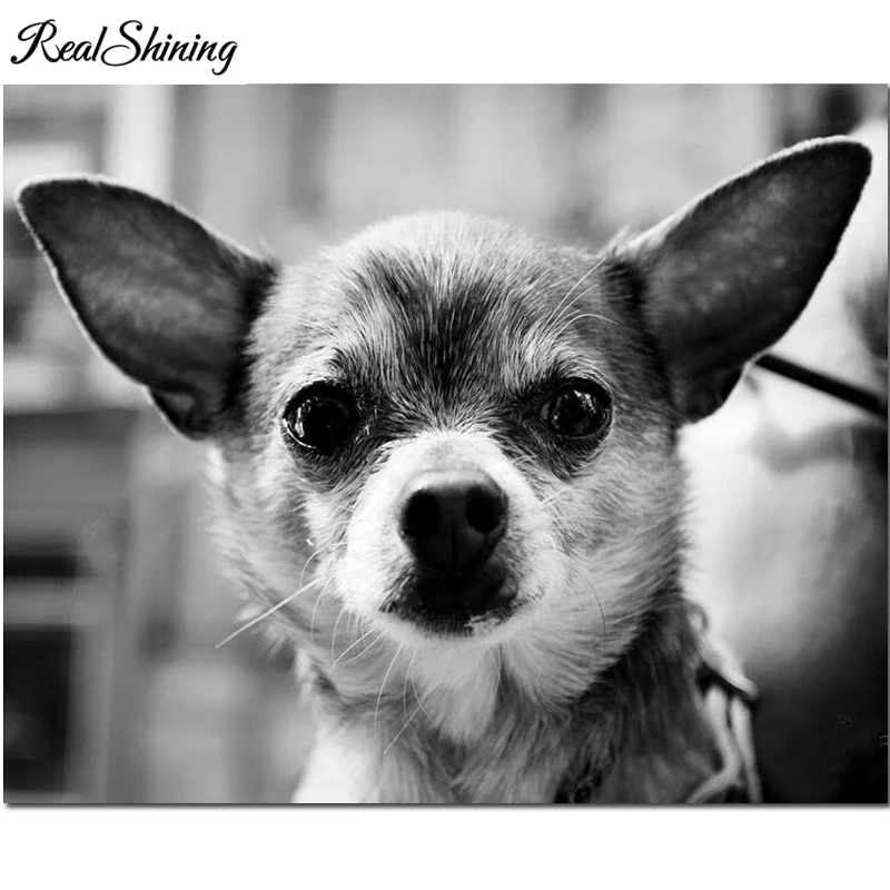 Чихуахуа полный квадратный Круглый diy Алмазная вышивка рисунок собаки Стразы