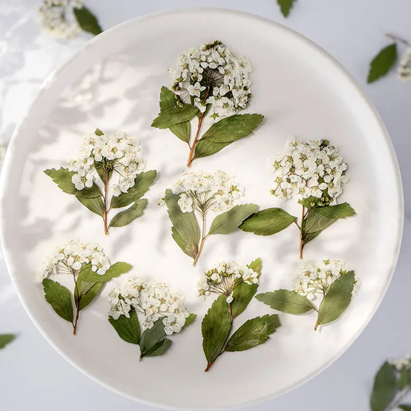 

Dried Pressed Flower for Wedding Decoration, White Daffodil on Stems, Free Shipping,120Pcs