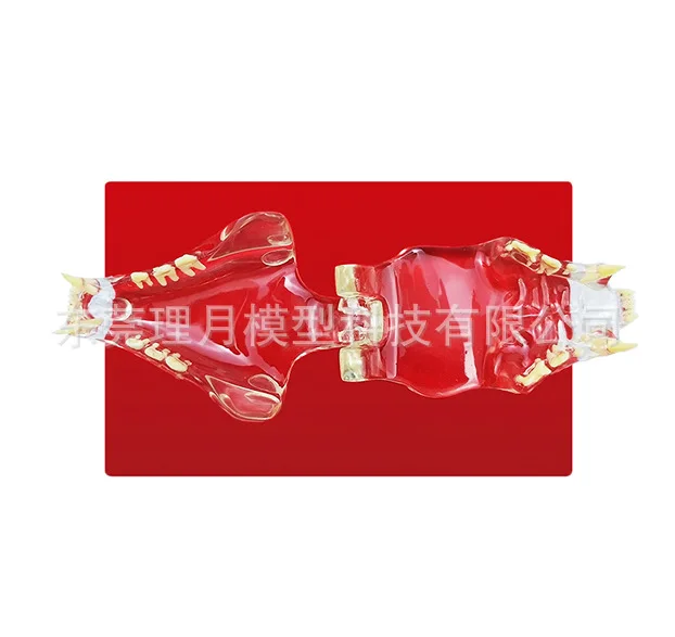 Прозрачная модель зуба кошки прозрачный зуб собаки животного фелидэ высокого