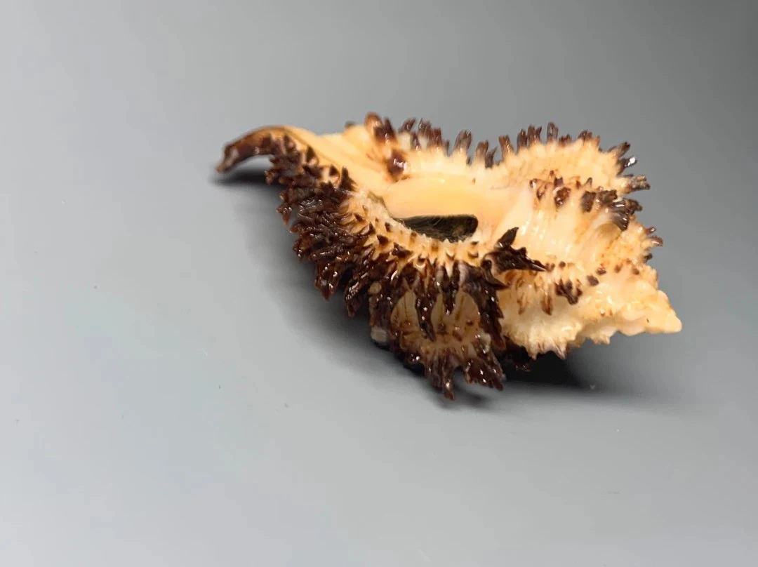 

Natural shells, conch, selected best collections, hermit crab replacement shell ornaments, aquarium snail shell