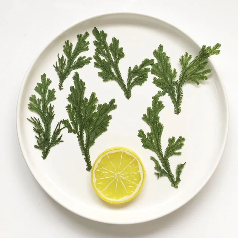 24 шт./4-6 см натуральная прессованная ветка плаунка зеленая трава цветы DIY